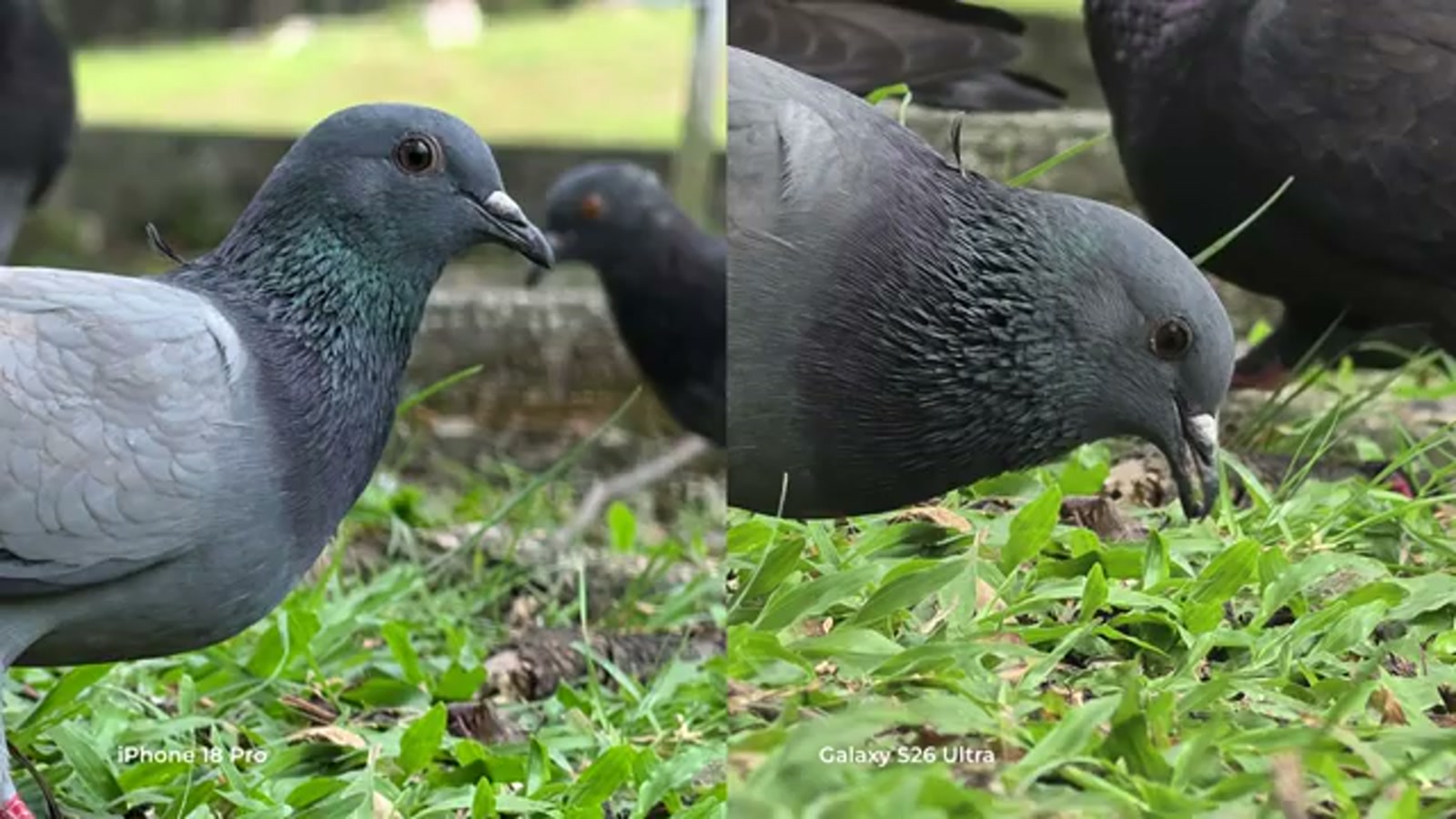 iPhone 18 Pro Max versus Galaxy S26 Ultra telephoto camera test on a pigeon iPhone 18 Pro Max versus Galaxy S26 Ultra telephoto camera test on a pigeon