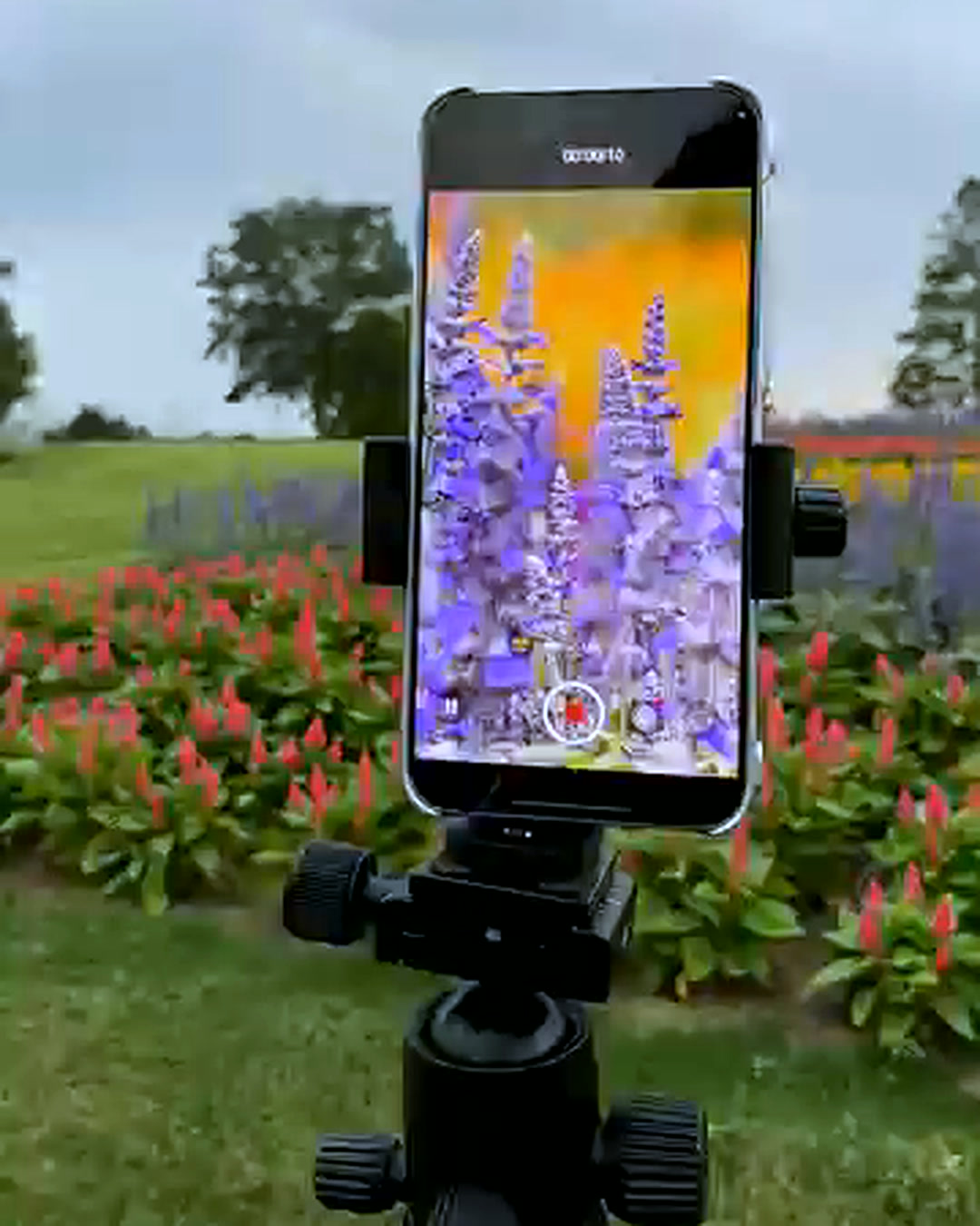 The vivo X500 Pro Max's own screen framing a bed of purple salvia flowers before the shot The vivo X500 Pro Max's own screen framing a bed of purple salvia flowers before the shot