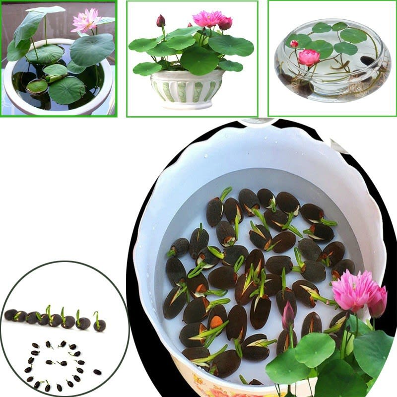LOTUS Water Lily Mix Flower Seeds (20pcs).jpg