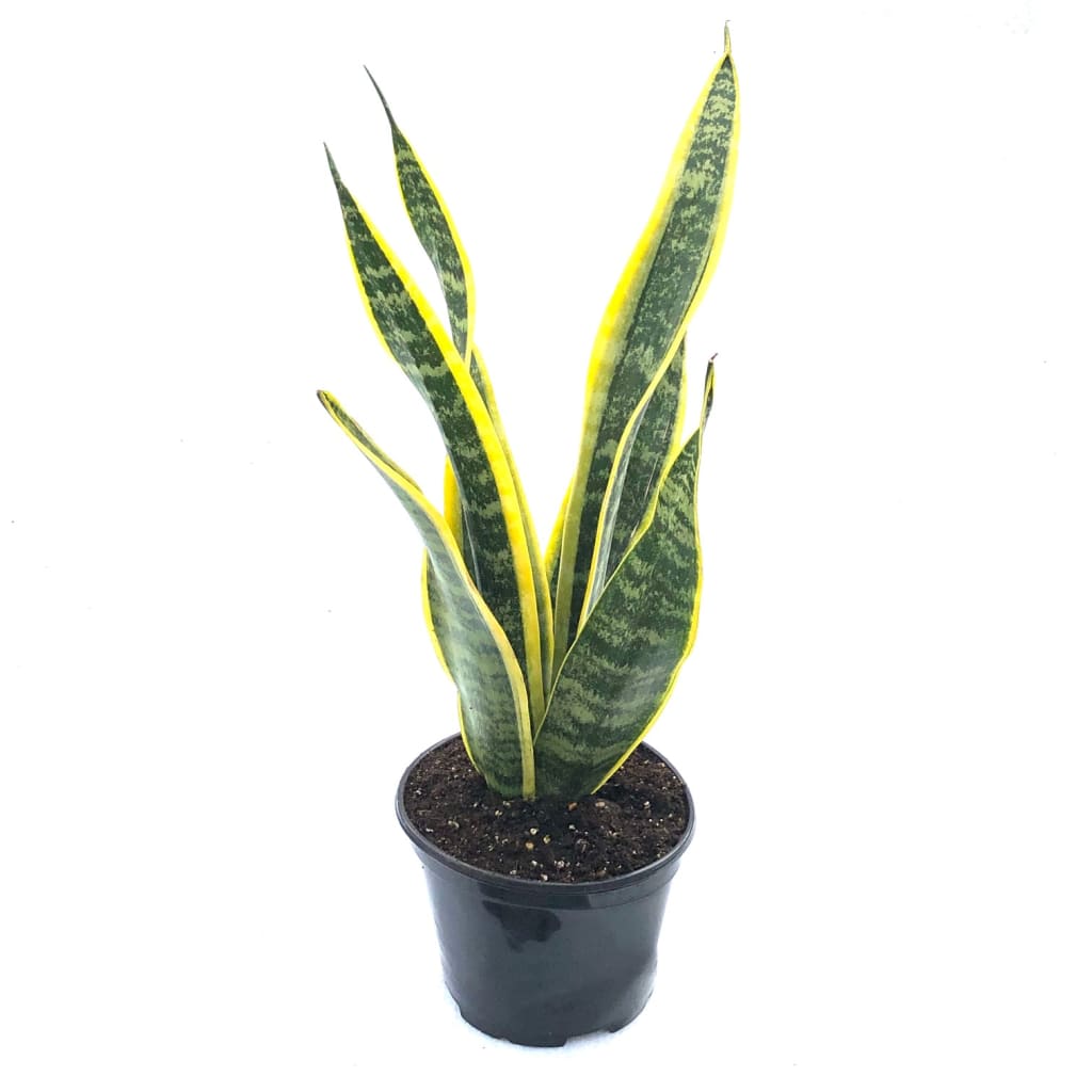 buy indoor plants online malaysia