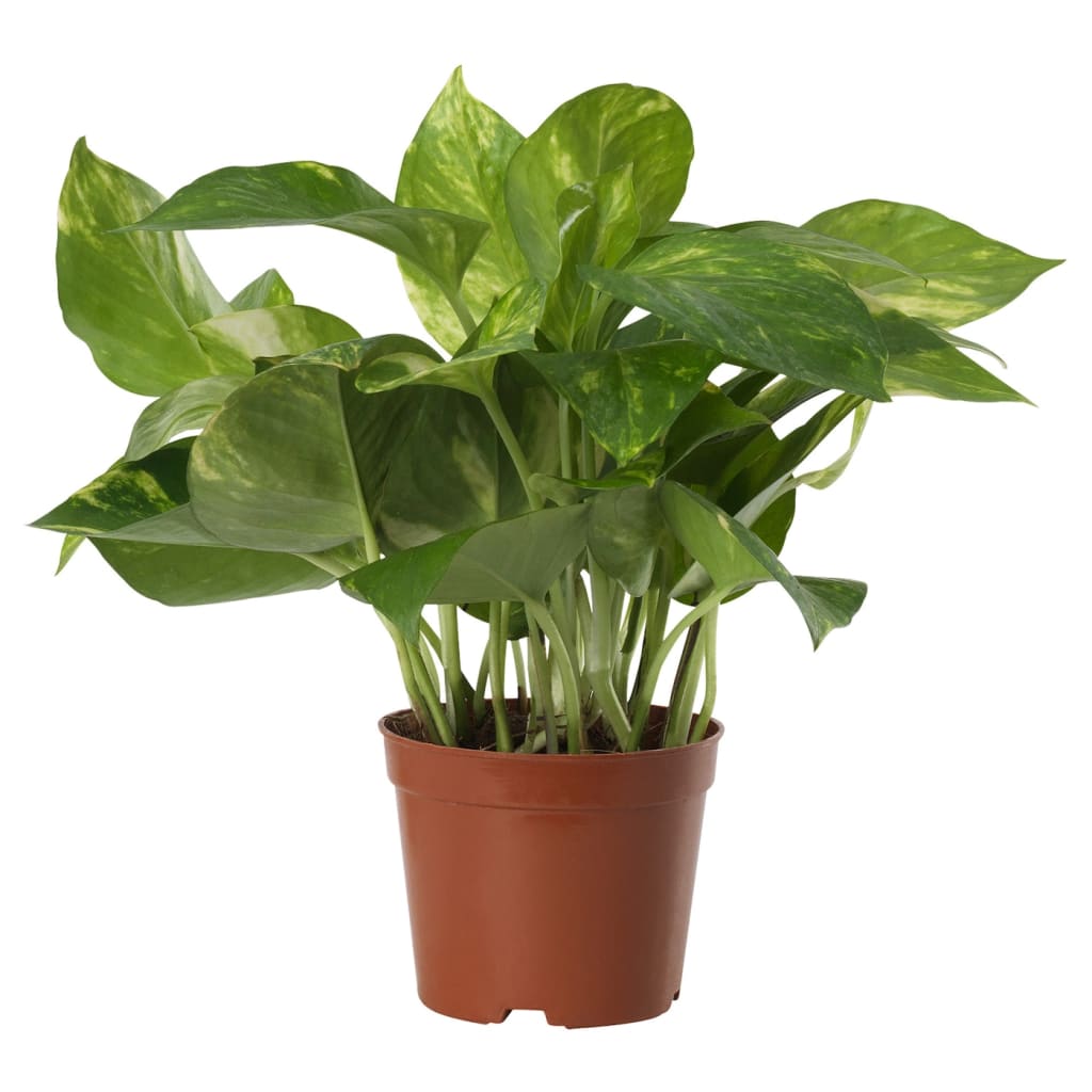 16 Best Indoor Plants To Buy Online in Malaysia 2021 Home, Office