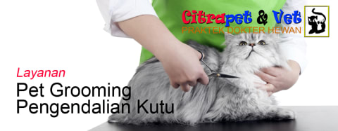 10 Tempat Grooming Kucing Panggilan Terdekat & Terbaik 2021