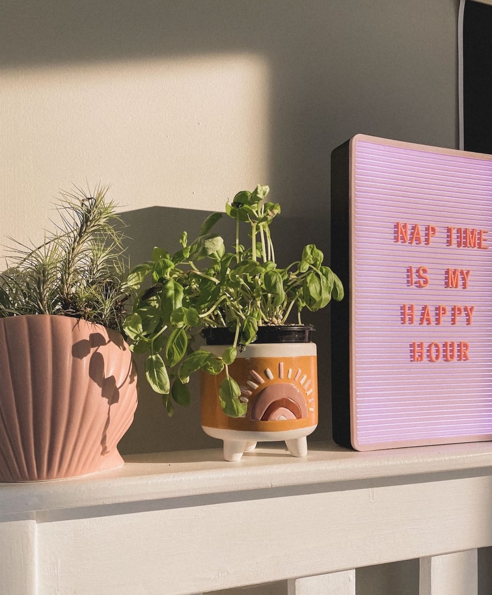 Best Typo Small Shaped Planter Price &amp; Reviews in Malaysia 2021
