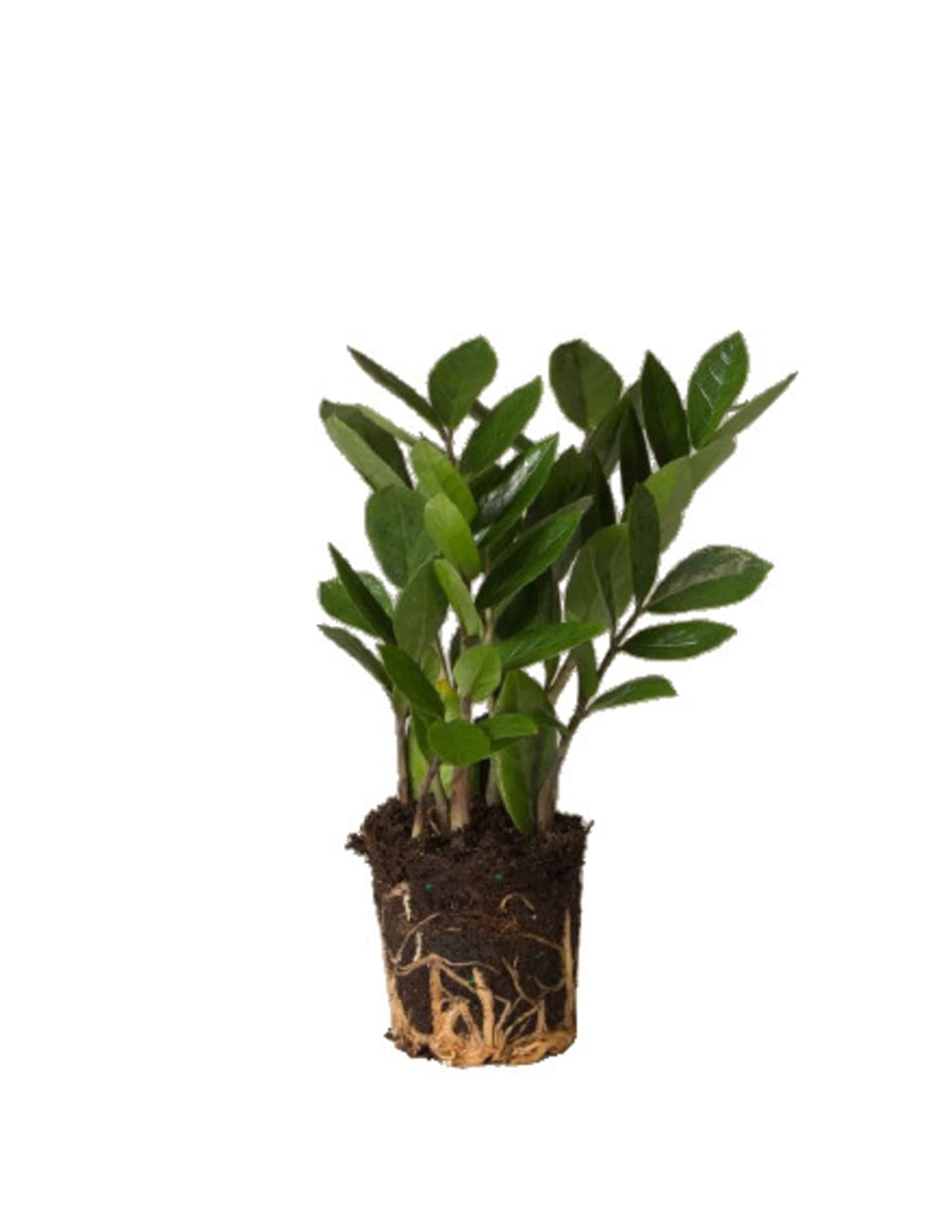 buy plants online malaysia