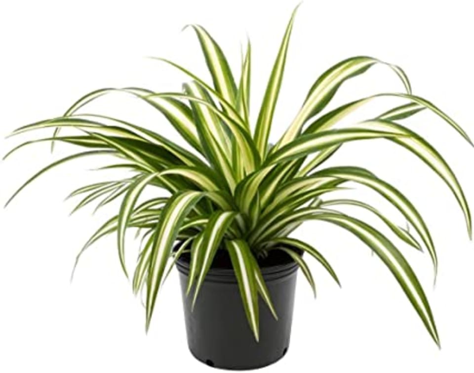 buy indoor plants online malaysia