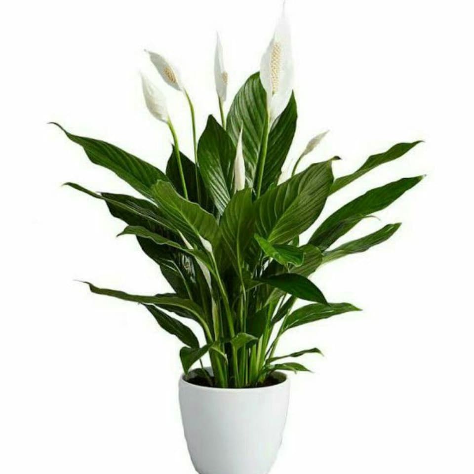 16 Best Indoor Plants To Buy Online in Malaysia 2021 Home, Office