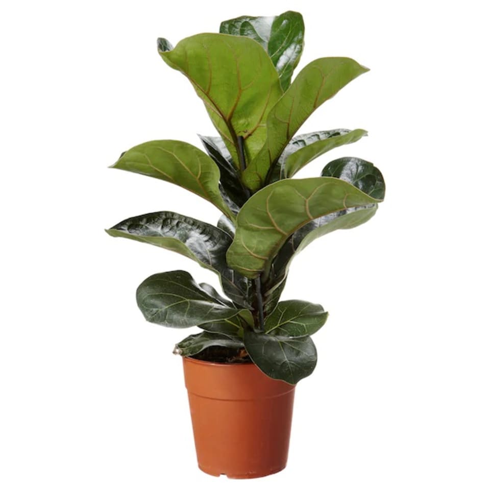 buy plants online malaysia