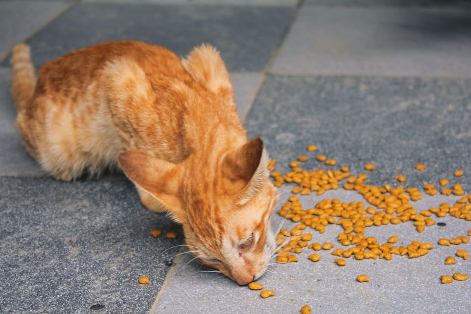 9 Best Cat Foods & Brand in Malaysia 2021 Product Reviews