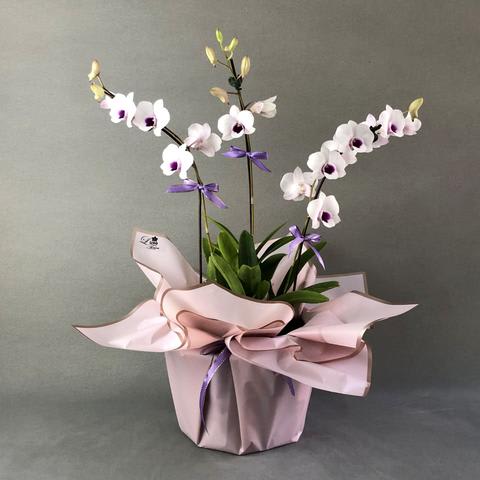 White & Violet Bicolor Dendrobium Orchids-gifts for her
