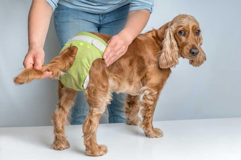 best dog diapers