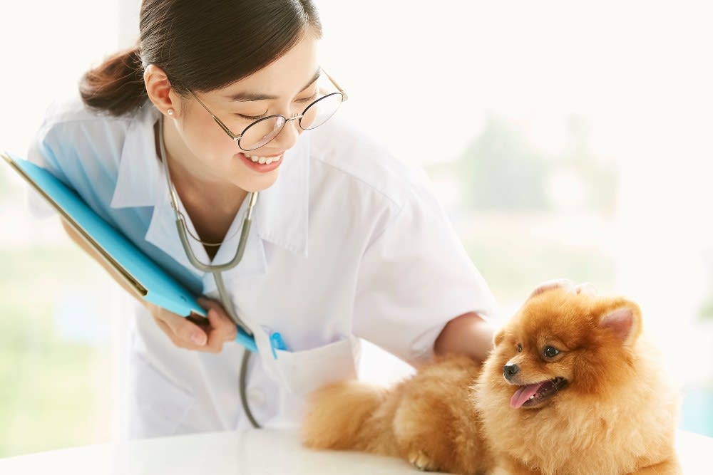 Best Veterinary Clinics in Kuala Lumpur