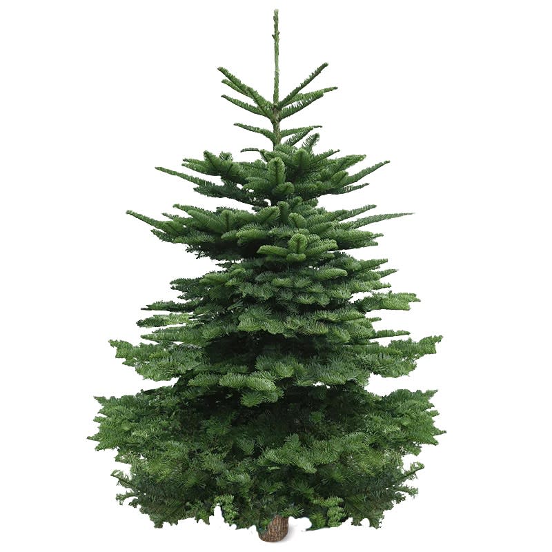 FarEastFlora Real Christmas Tree - Premium Grade Noble Fir-review-malaysia