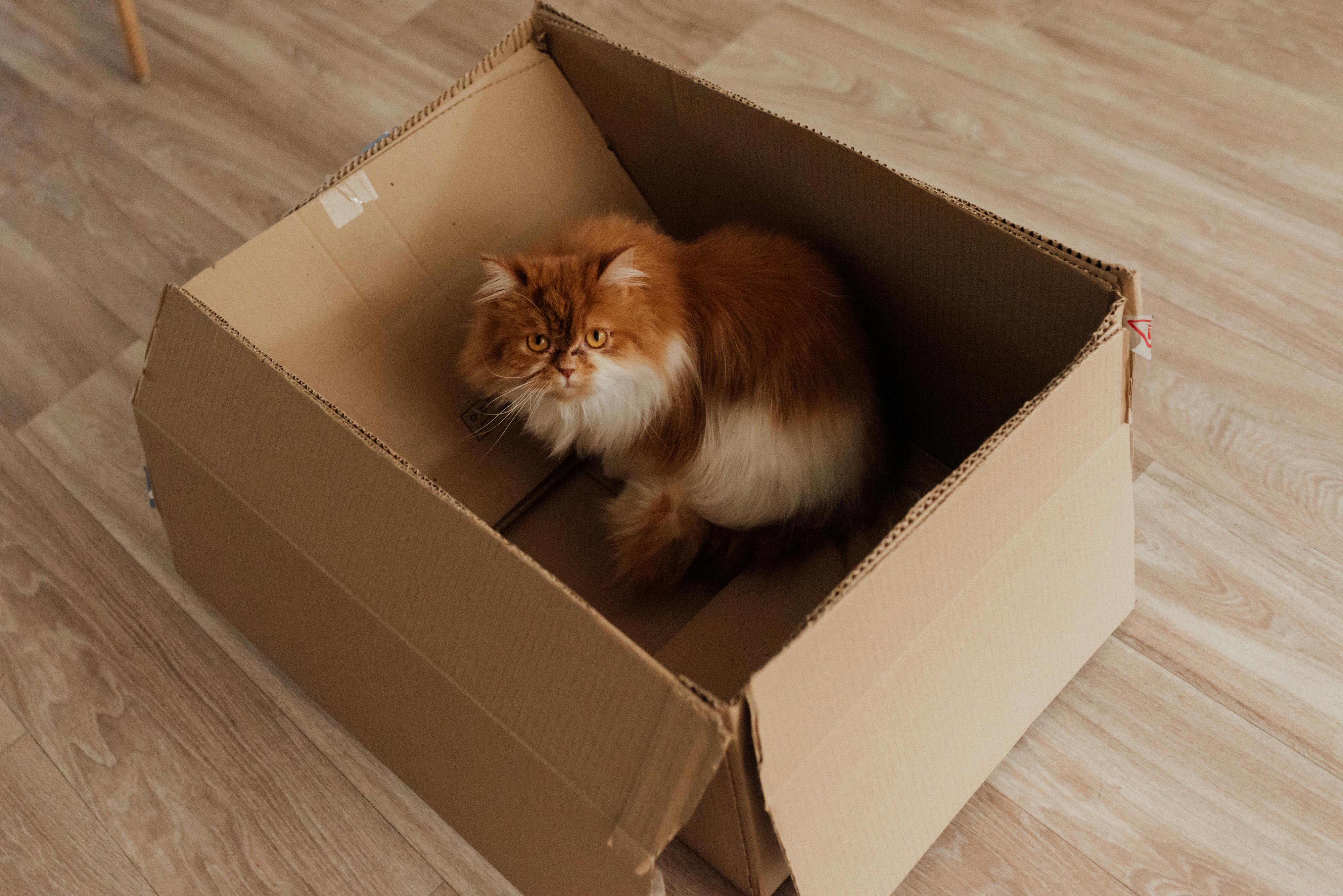 best-cat-litter-box