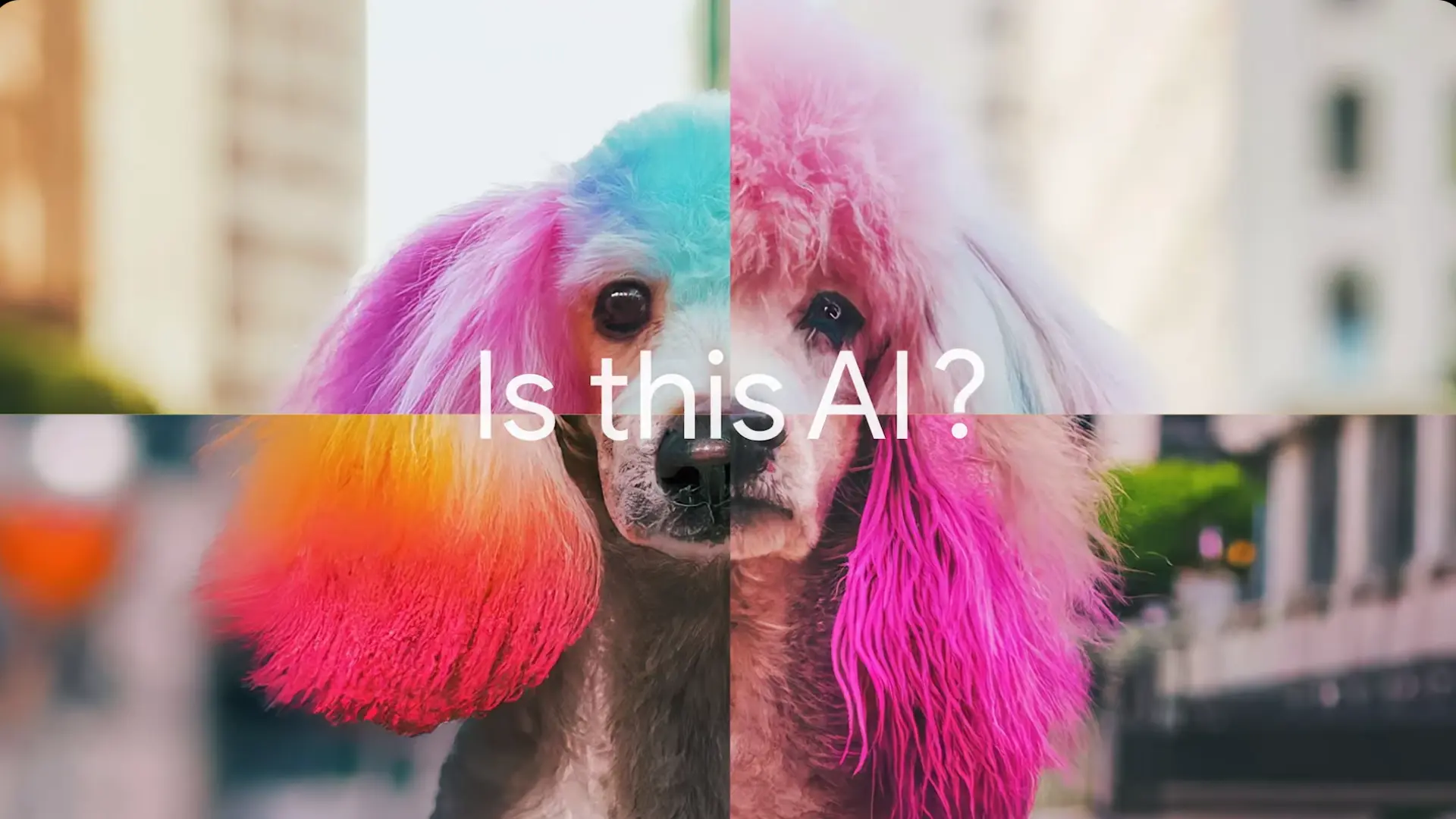 dog.webp