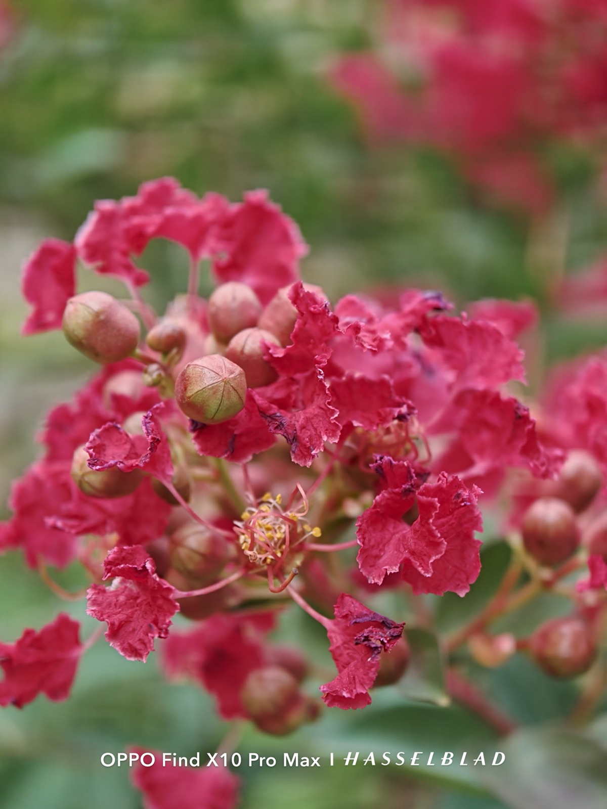 Close-up of red flowers shot on the OPPO Find X10 Pro Max telephoto