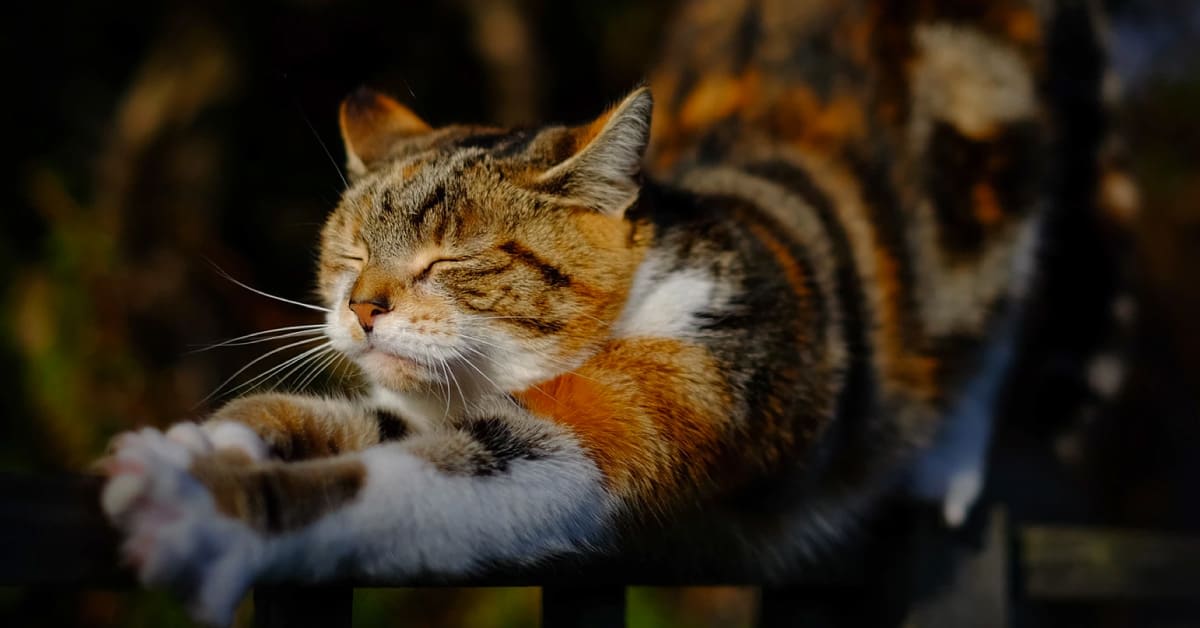 syampu-kutu-kucing-terbaik-malaysia.jpg