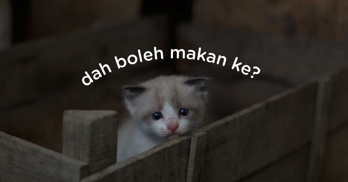 makanan-kucing-terbaik-malaysia.jpg