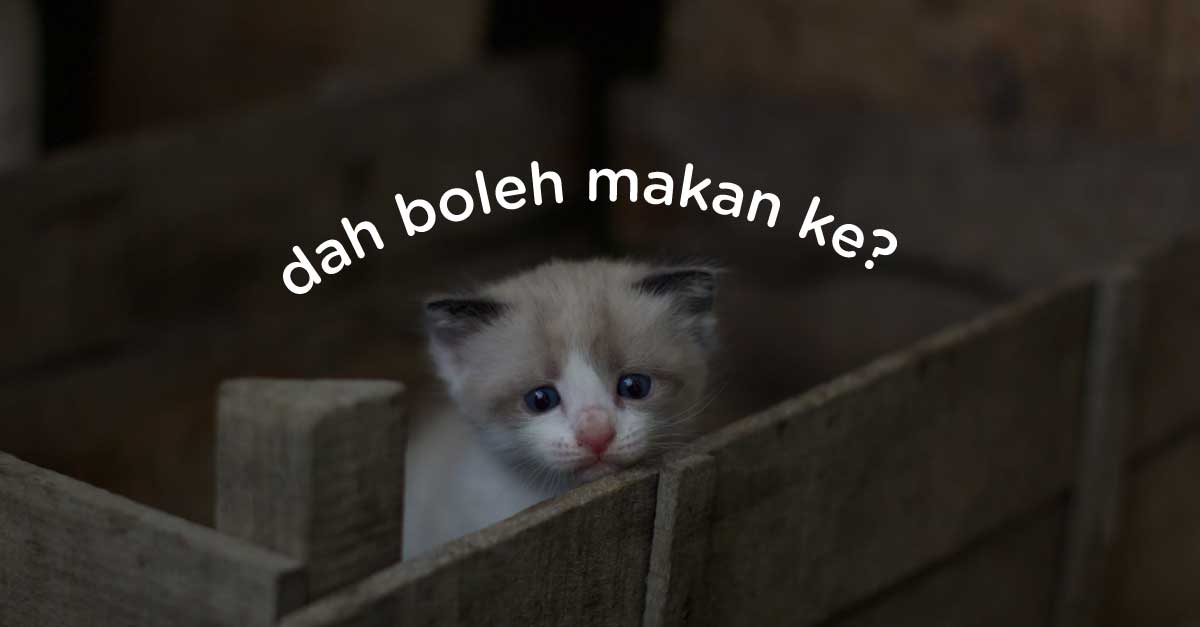 Jenis Makanan Kucing Yang Murah