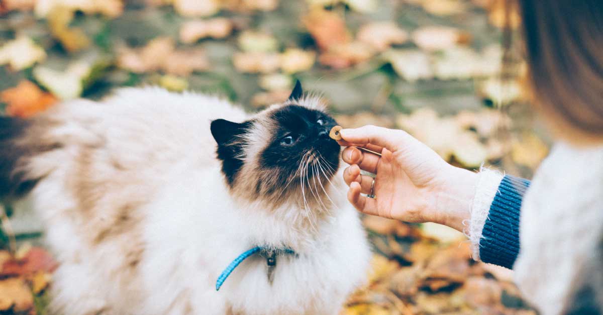 9 Makanan Kucing Murah Terbaik di Malaysia 2021 - ProductNation - kedai
makanan kucing murah