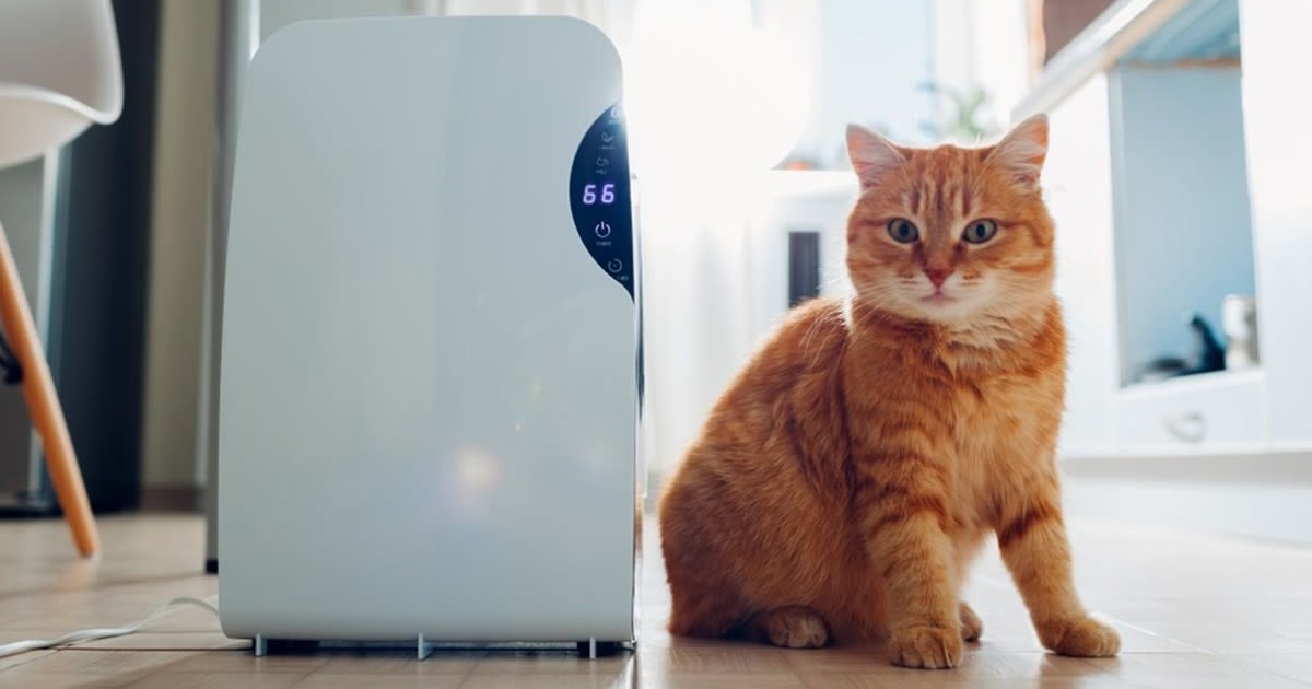 10 Air Purifier Murah Bawah RM400 Terbaik di Malaysia 2021 - rumah ada
kucing bersih