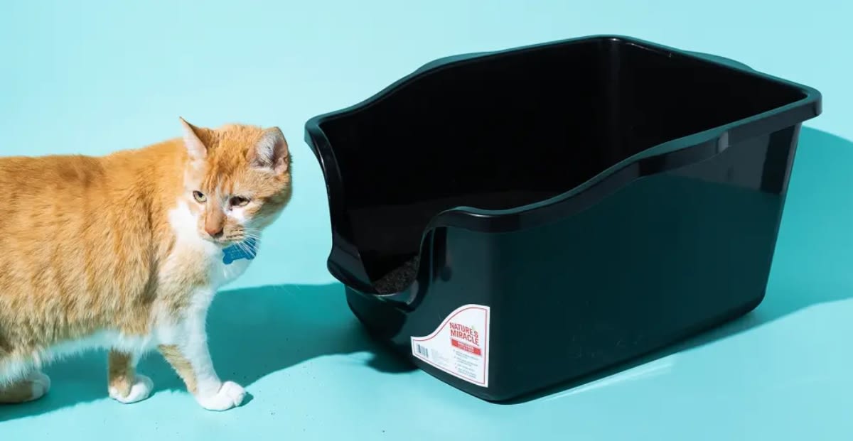 litterbox kucing