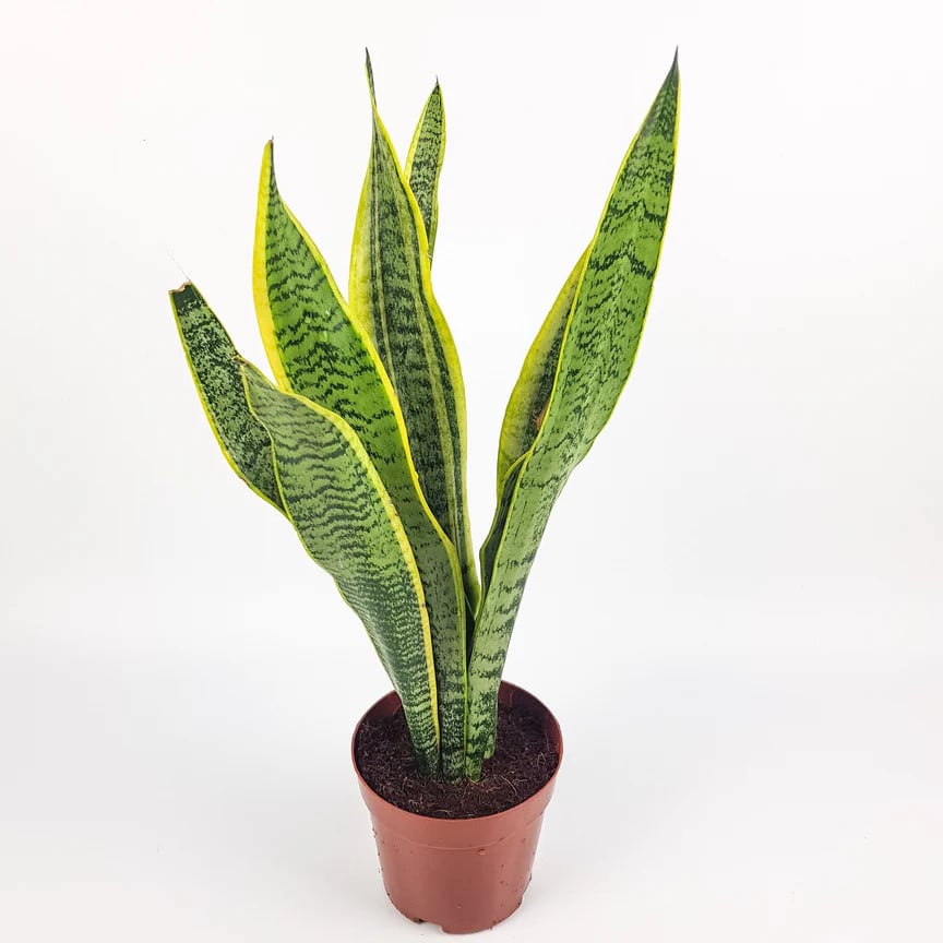 Sansevieria Superba Sansevieria Family Air Purifying Plant