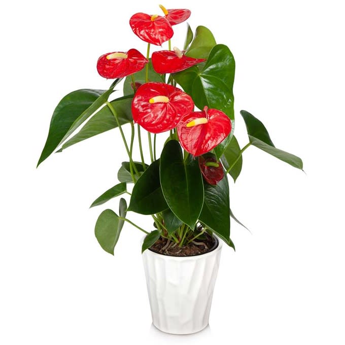 Anthurium Plant - Fresh Gardening Indoor Plant-review-singapore