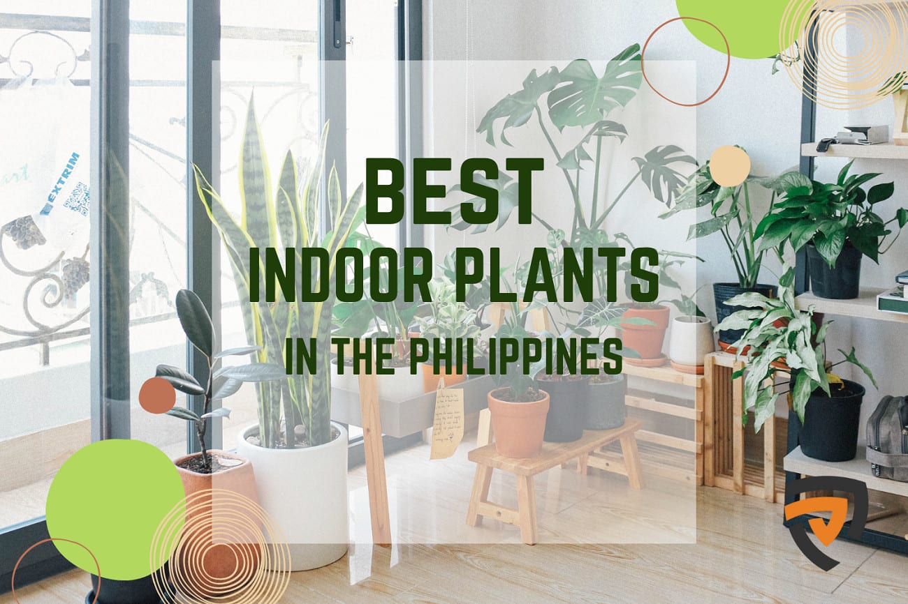 best-indoor-plants-philippines