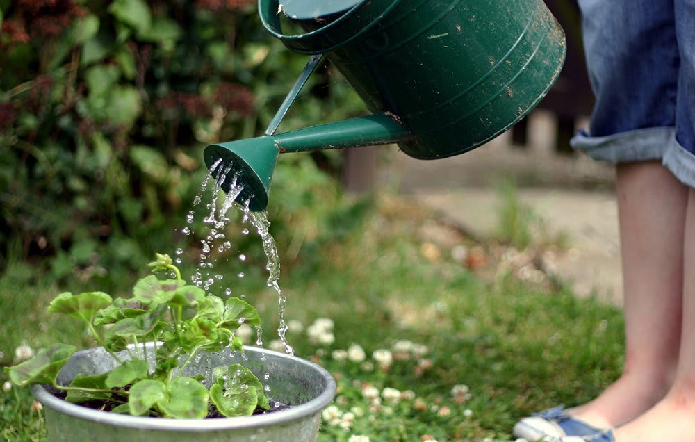 какой водой поливать огород