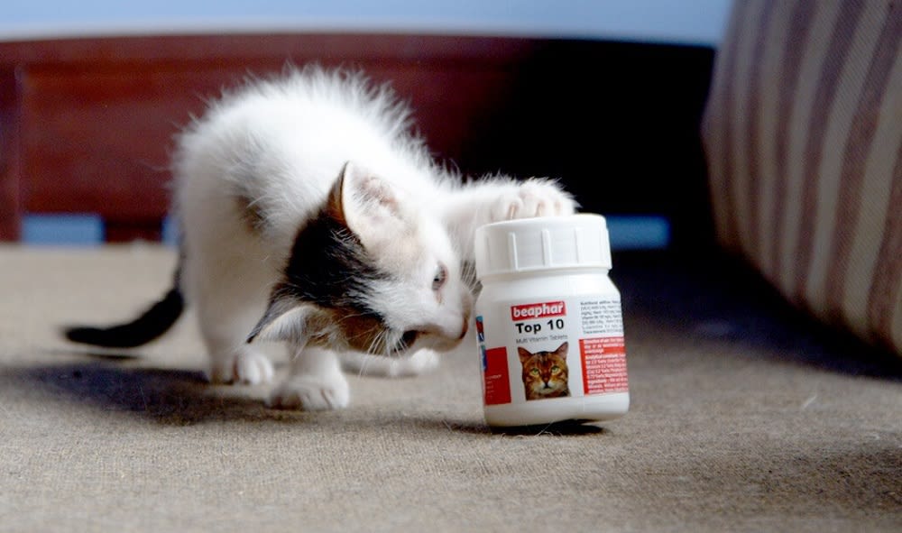 Yang vitamin bagus kucing 11 Vitamin