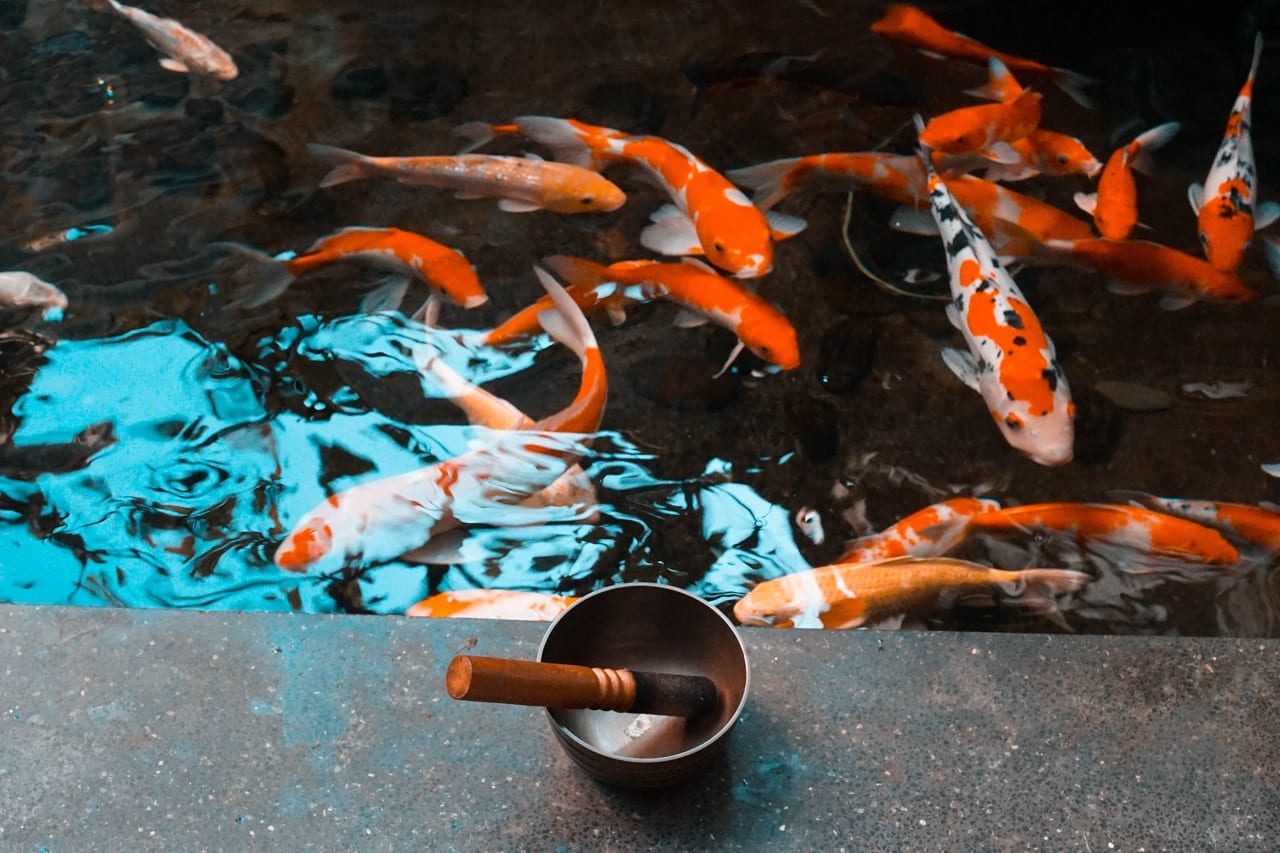 Rekomendasi 10 Makanan Ikan Yang Bagus Di Indonesia 2021