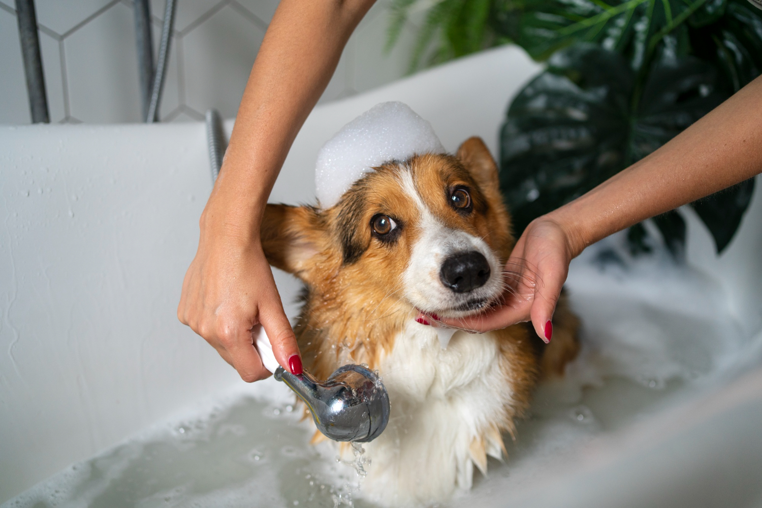 shampo anjing terbaik