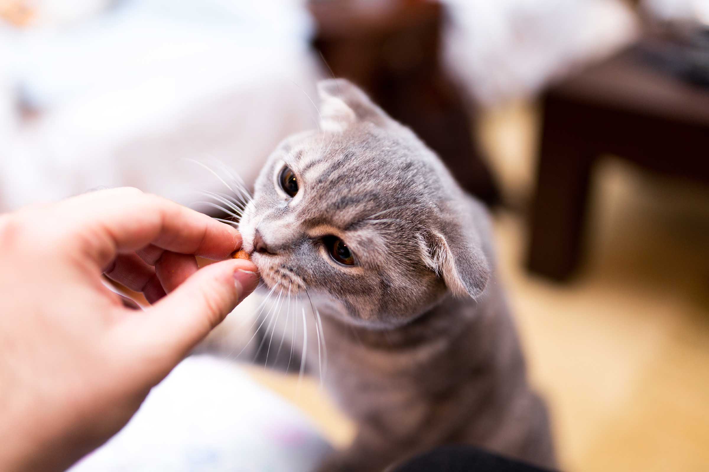 10 Snack Kucing Paling Bagus di Indonesia 2021 - Pilihan Merk Terbaik