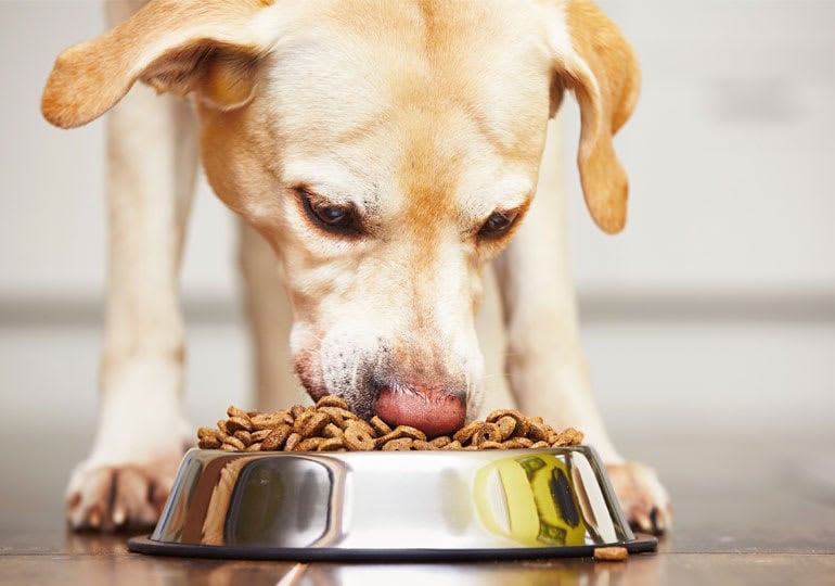 แนะนำ 15 อาหารหมา ยี่ห้อไหนดี จากแบรนด์อาหารสุนัขแห่งปี 2022