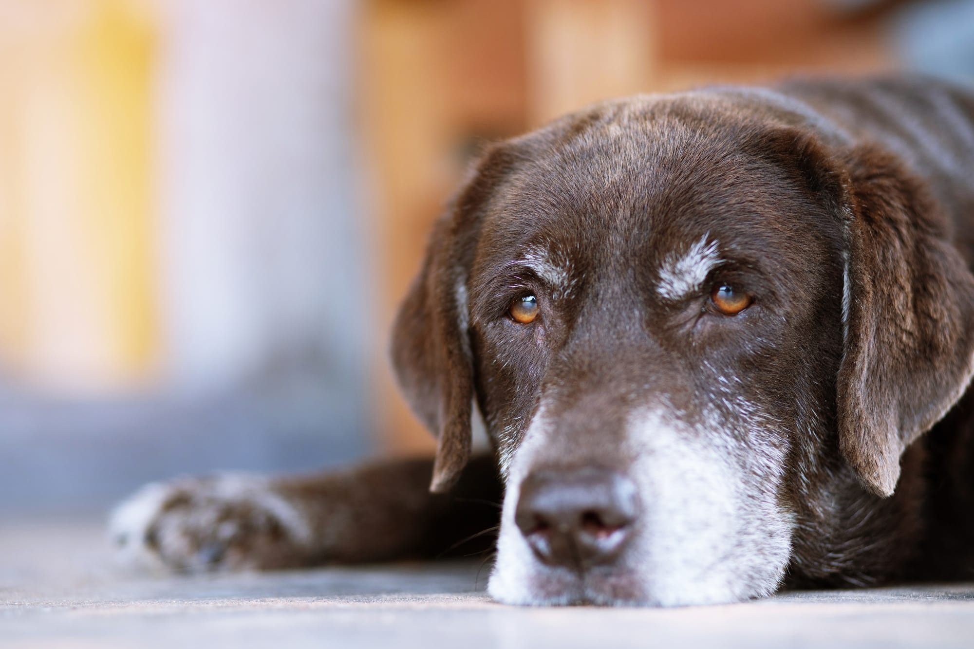 10 อาหารสุนัขสูงวัยที่ดีที่สุด 2022 – รีวิวและราคา