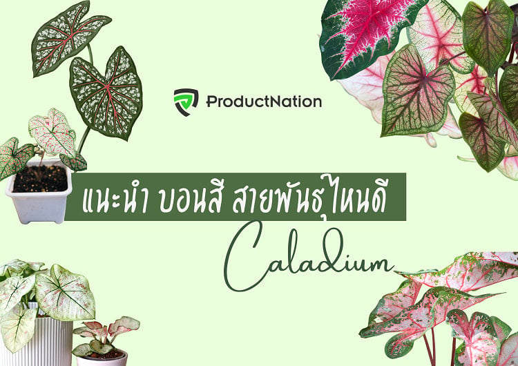 แนะนำ 16 สายพันธุ์ ชื่อบอนสีต่างๆ มงคล สวยงาม พร้อมวิธีเลี้ยงและดูแล-ปก