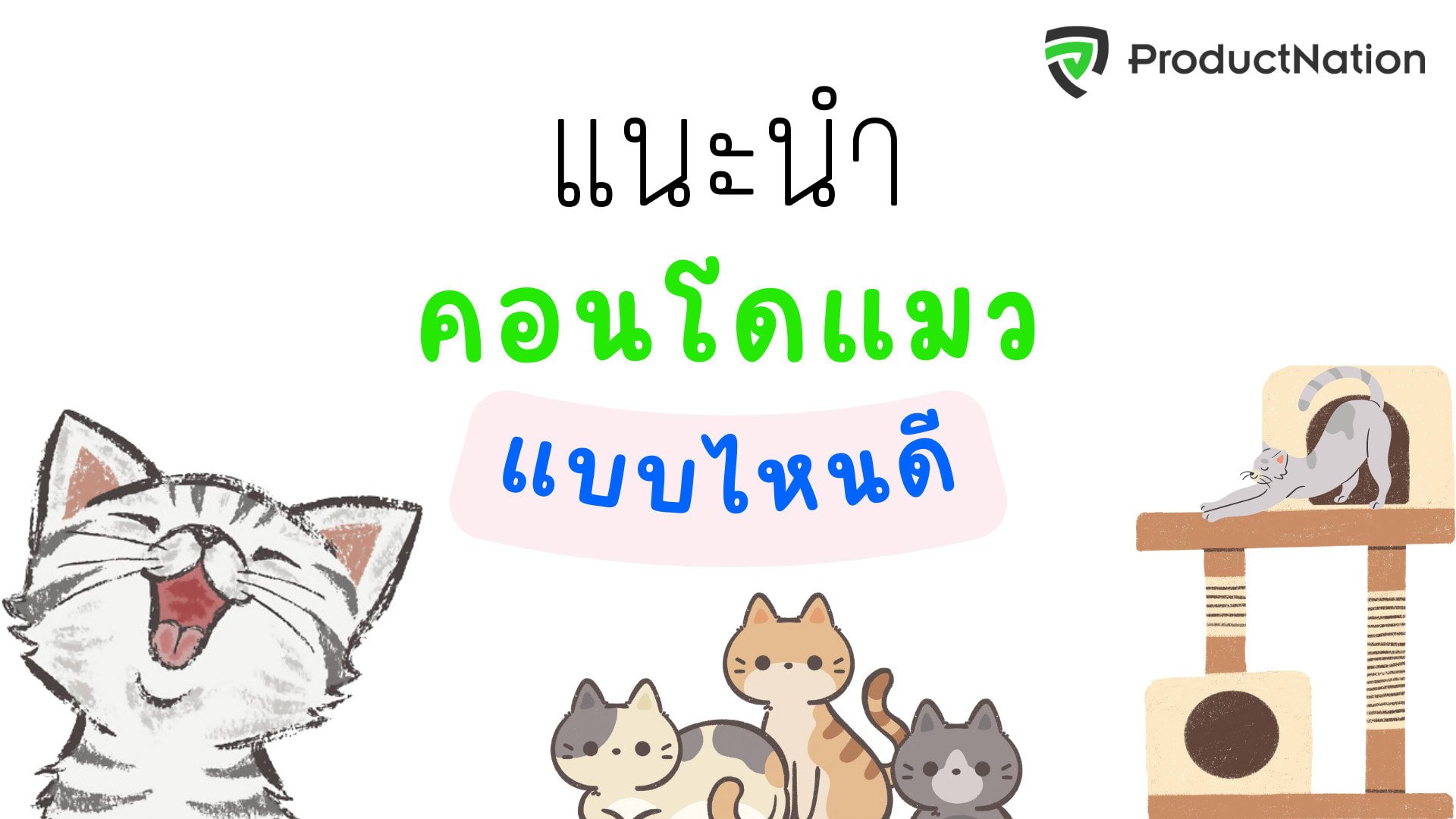 10 คอนโดแมว แบบไหนดี เอาใจทาสแมว ราคาถูก วัสดุทนทาน-ปก