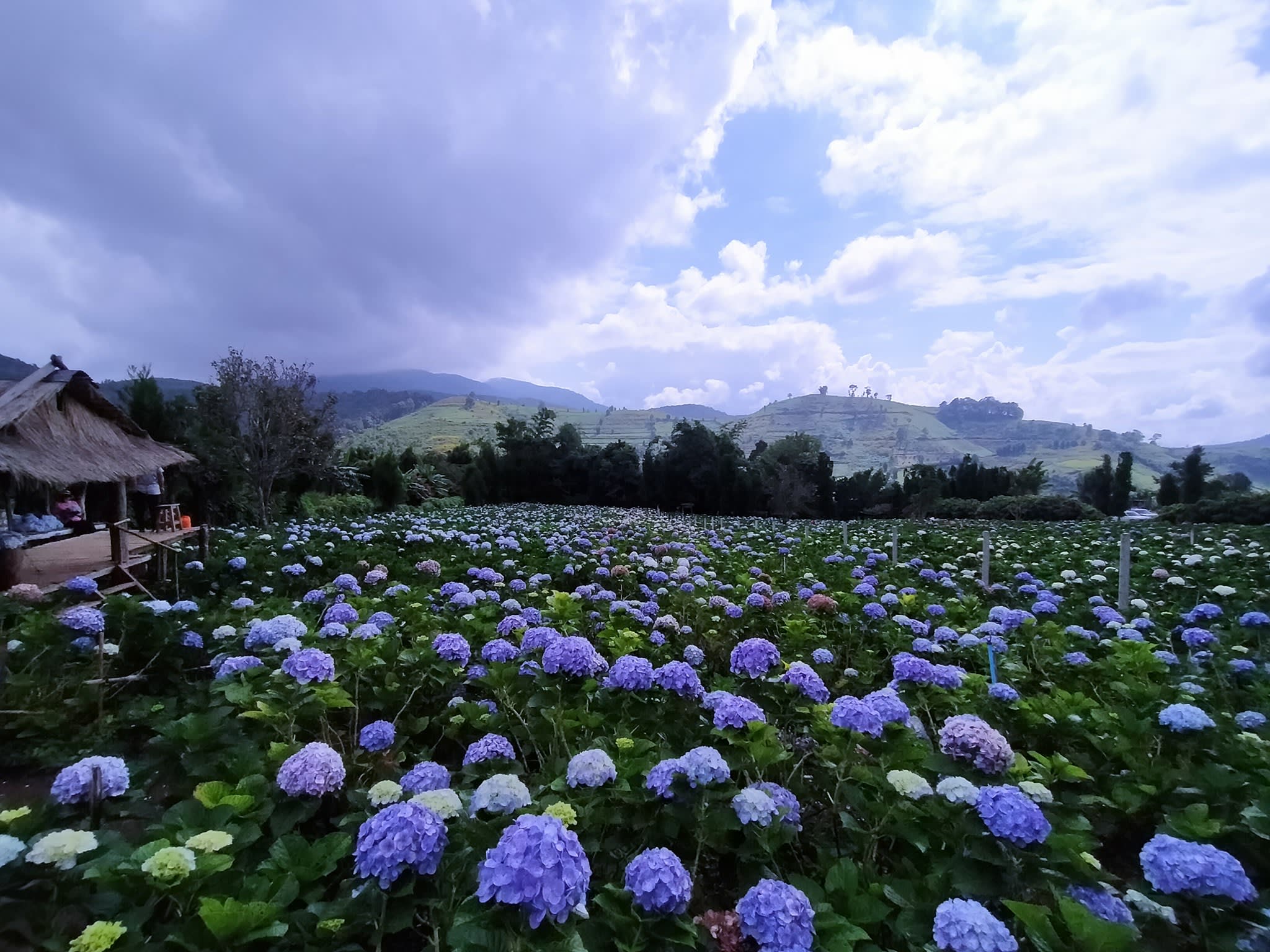 ไร่ไฮเดรนเยียร์ขุนแปะ Khun Pae Hydrangea Farm