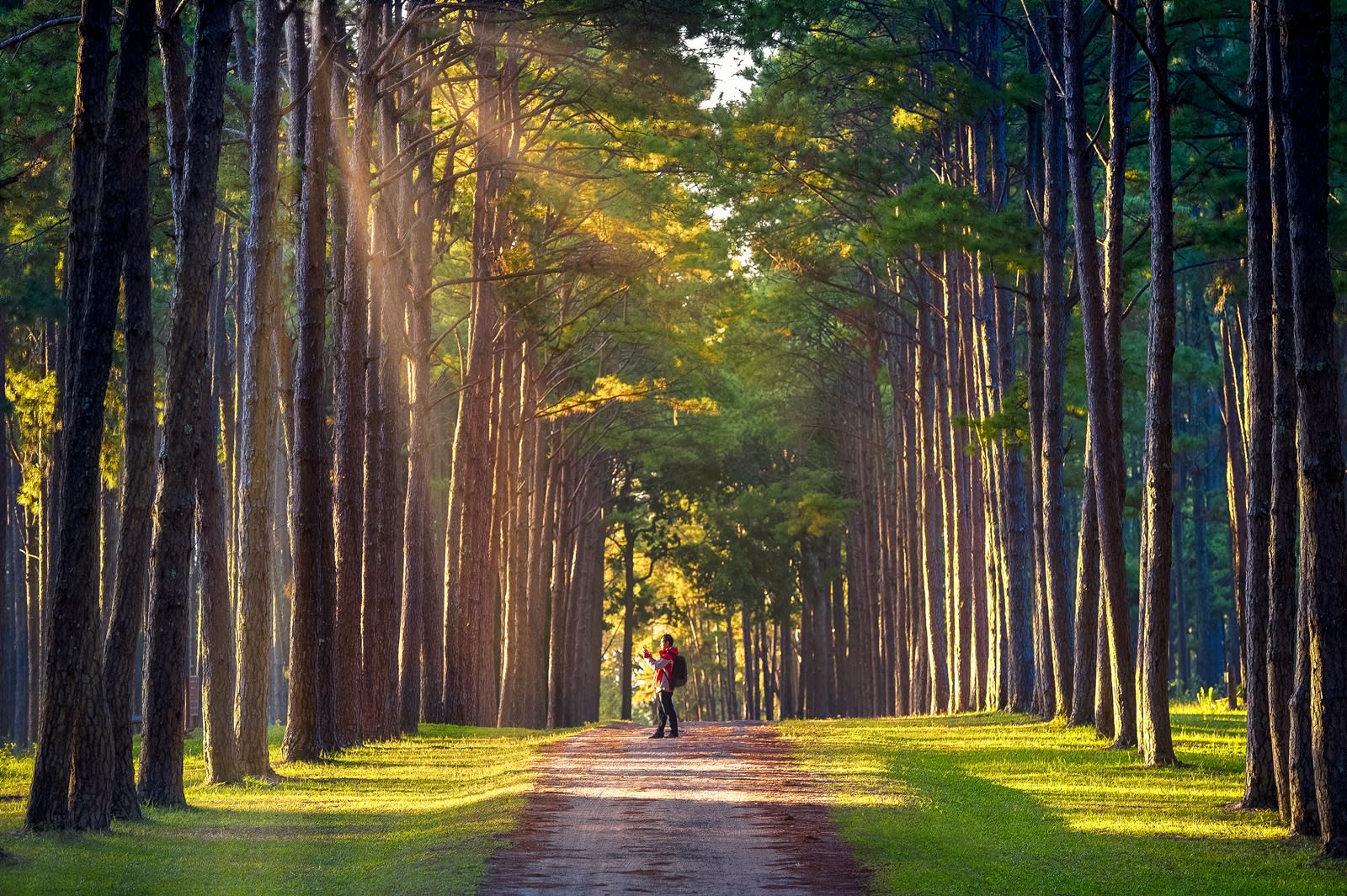 สวนสนบ่อแก้ว Bo Kaeo Pine Tree Garden