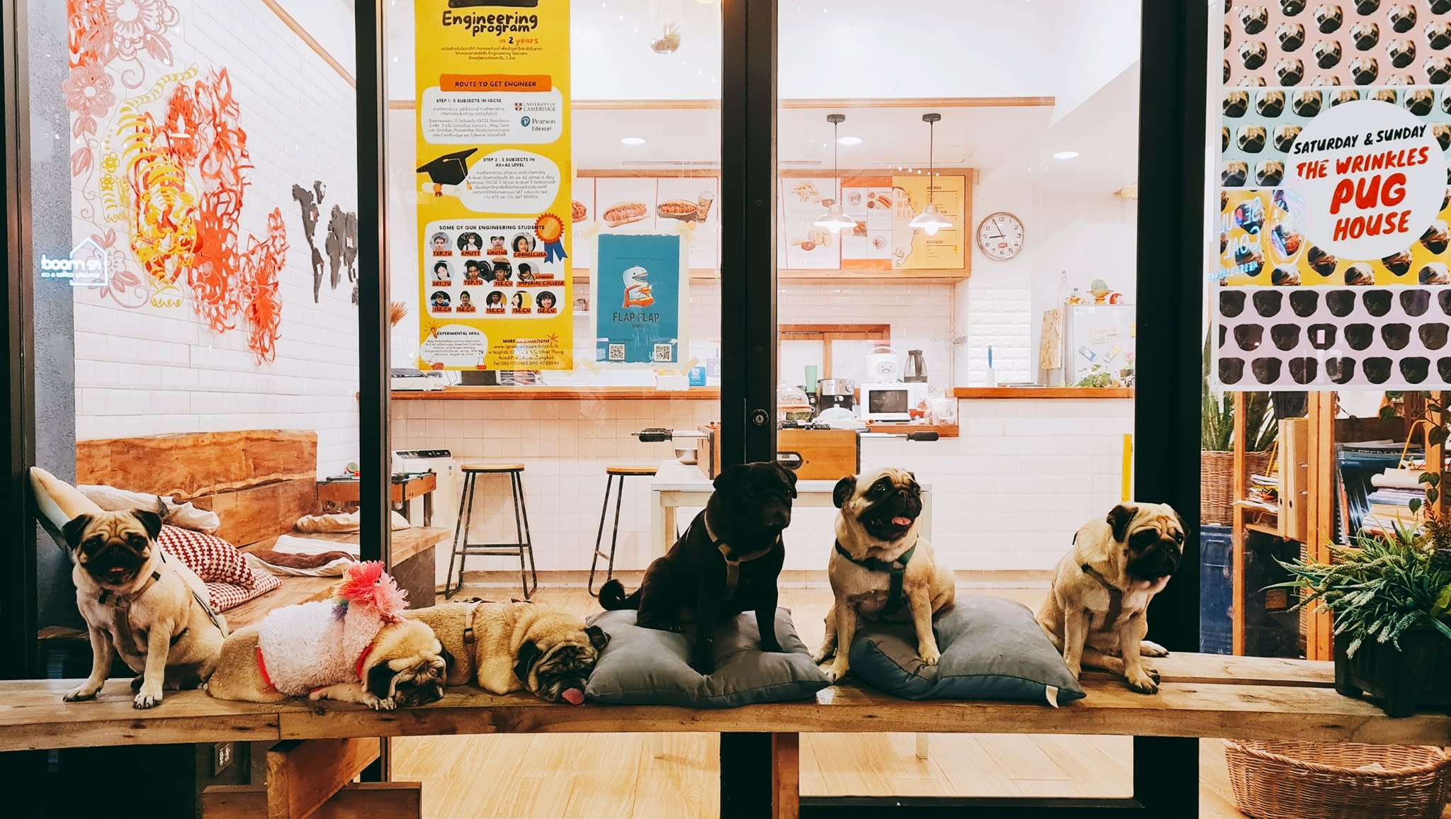 คาเฟ่หมา กรุงเทพ The Wrinkles Pug House