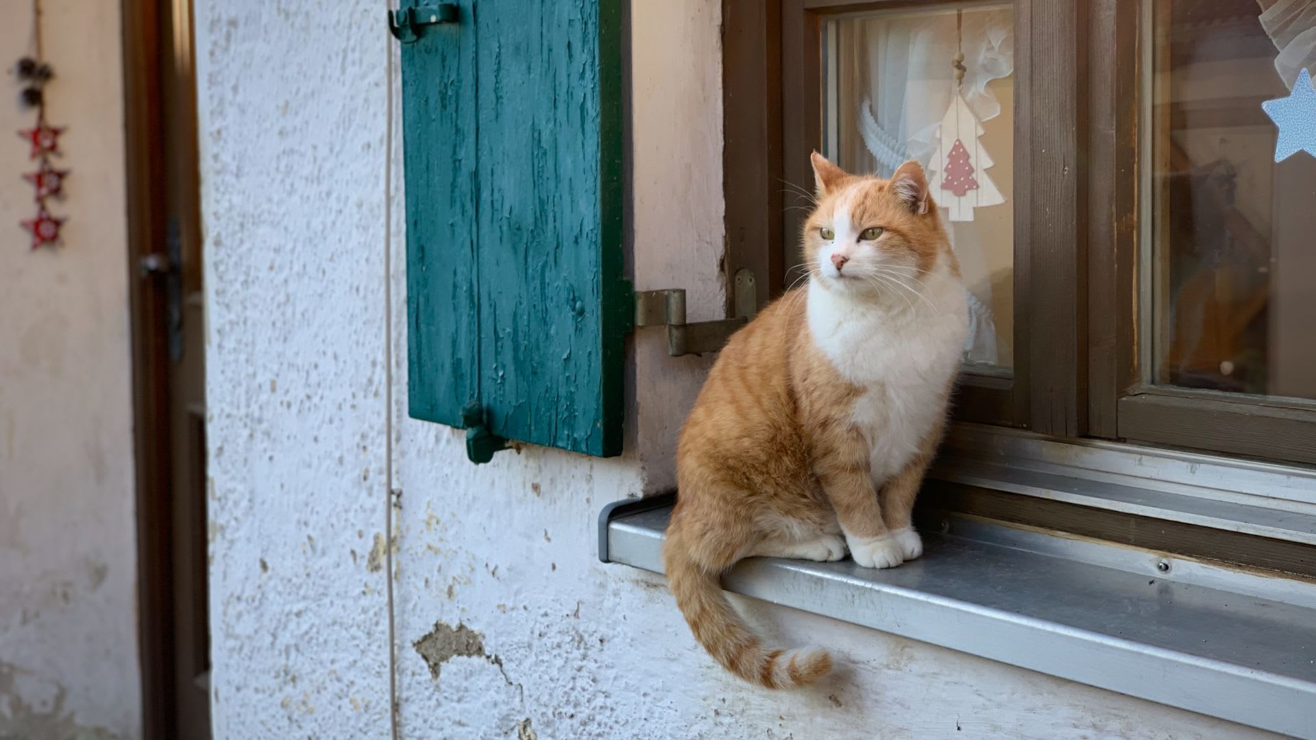 แนะนำ 10 ประตูแมว ติดตั้งง่าย วัสดุคุณภาพ ราคาไม่แพง น้องแมวถูกใจ 2023