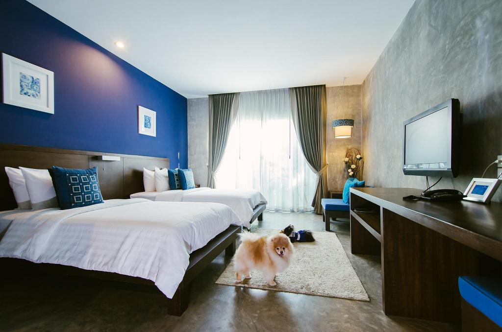 ที่พักเชียงใหม่ หมาแมวเข้าพักได้ : Ketawa Pet Friendly Hotel