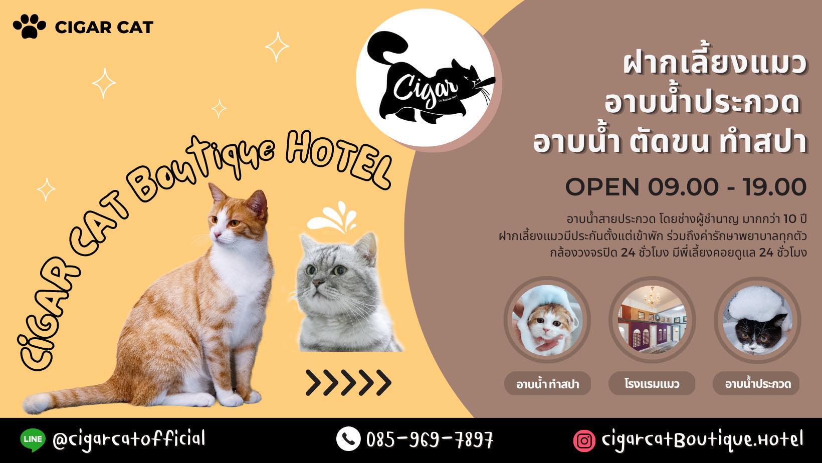 โรงแรมแมว Cigar Cat Boutique Hotel