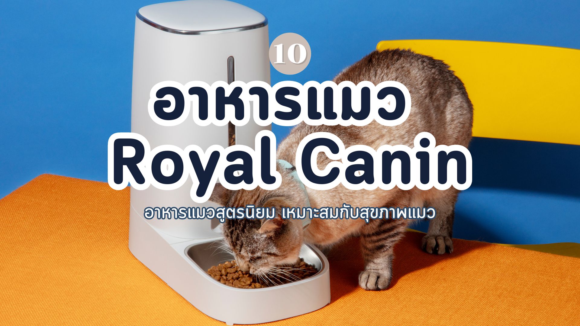 อาหารแมว Royal Canin สูตรไหนดี