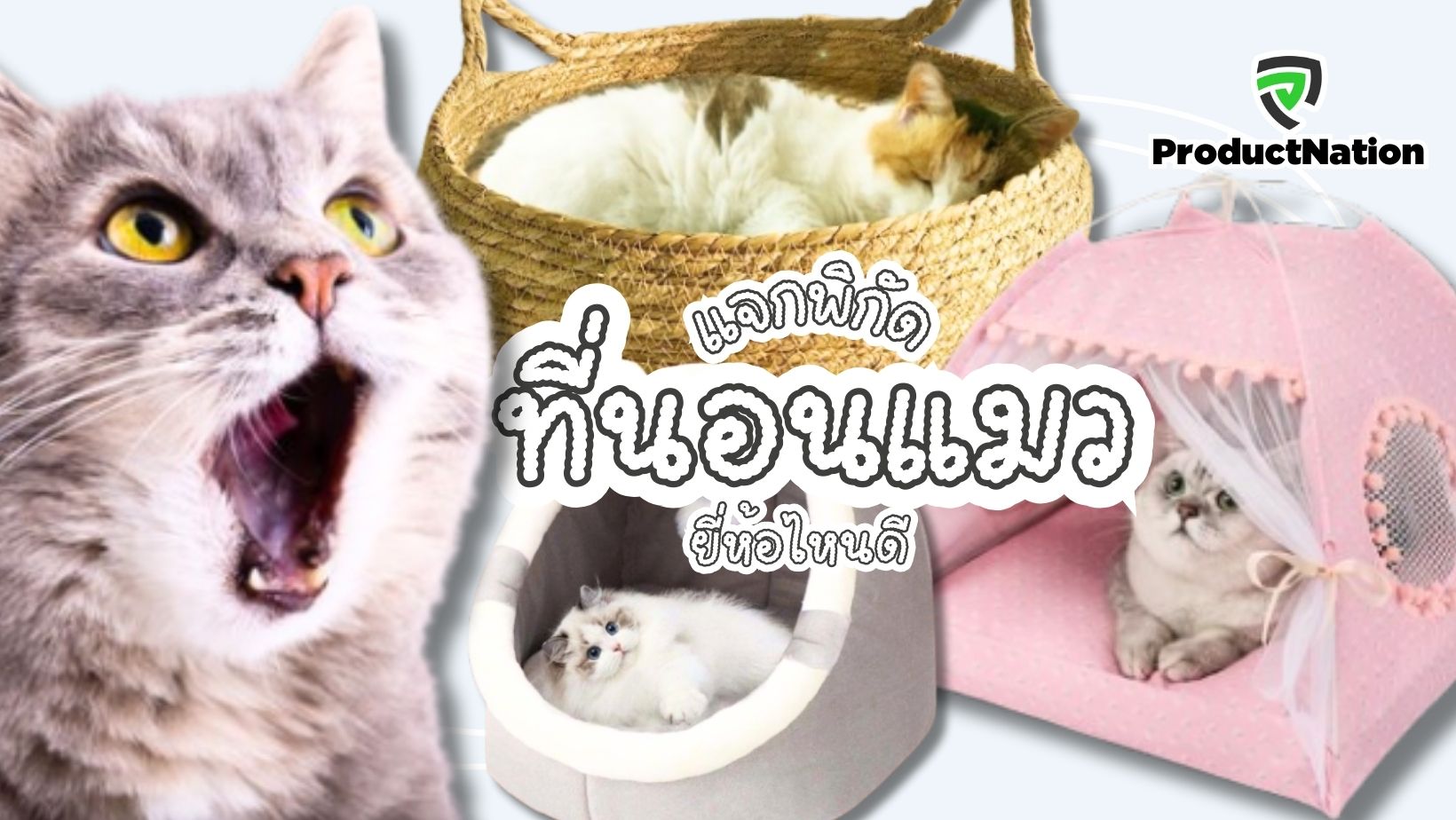 แนะนำ ที่นอนแมว ยี่ห้อไหนดี ProductNation