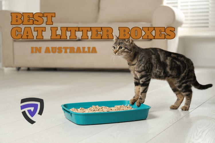 10 Best Cat Litter Boxes In Australia 2023 Brand Reviews